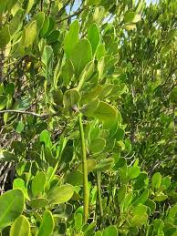 Image result for Ceriops