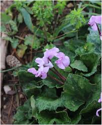 January 2015 And The Nature Is Blooming Wild Cyclamen Bloom And Wild Trees To Plant Picture Tree