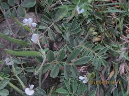 Image result for Tephrosia pumila