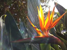 Cennetkusu Cicegi Strelitzia Reginae Oiseau De Paradis Strelitzia Bird Of Paradise Crane Flower Turnagagasi Flowers