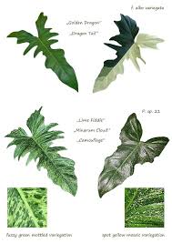 Philodendron Tanaman Hias Daun Tanaman Indoor Kebun Bunga