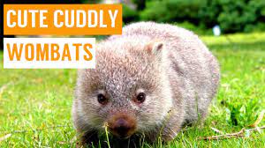 Woman carries around tiny rescued wombat like she's her own baby | this rescued baby wombat is so little that she's still. Cuddly Baby Wombat Compilation Youtube
