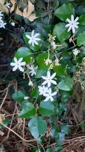 Image result for Jasminum fluminense