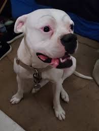 Rescue of Abused Dog Moose