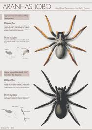Diferença entre aranha lobo e aranha armadeira! As Aranhas Lobo Das Ilhas Desertas E Porto Santo Banco De Imagens Da Casa Das Ciencias