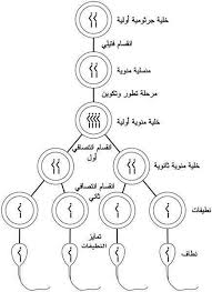 ماذا يحدث عند تناول السائل المنوي : ÙØ±Ù‚ Ø£Ø³Ø·ÙˆØ§Ù†Ø© Ø§Ø³ØªØ¨ÙŠØ§Ù† Ù…ÙƒÙˆÙ†Ø§Øª Ø§Ù„Ø³Ø§Ø¦Ù„ Ø§Ù„Ù…Ù†ÙˆÙ‰ Ø¹Ù†Ø¯ Ø§Ù„Ø±Ø¬Ø§Ù„ Aureliedufour Com