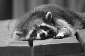 34 Raccoons That Love Falling Asleep Pet Raccoon Pets Cute Raccoon
