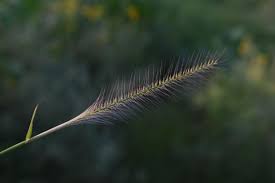 Image result for Perotis patens