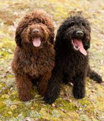 15 Barbet Dog Breed Ideas Water Dog Dogs Breeds