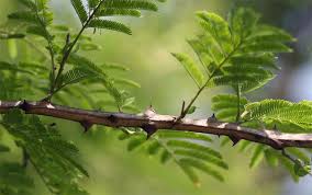 Image result for Acacia amythethophylla