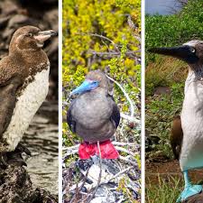 Bird With Blue Feet Galapagos Galapagos Habitat Eco Luxury Oceanfront Galapagos Hotel Galapagos Galapagos Hotels Habitats