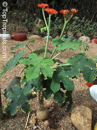 Image result for Jatropha schlechteri