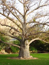 Image result for Adansonia digitata
