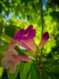 Image result for Bignoniaceae