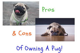 Maybe you would like to learn more about one of these? Pros And Cons Of Owning A Pug Before You Go Out And Get It