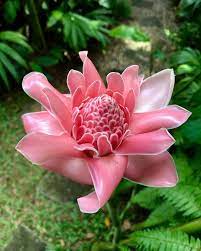 Atest Crop Of Torch Ginger Etlingera Elatior Flowers In Time For Chinese New Year Ginger Flower Torch Ginger Flower Torch Ginger