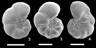 Image result for Micrargeriella