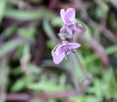 Image result for Murdannia simplex