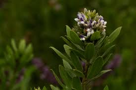 Image result for Otholobium foliosum