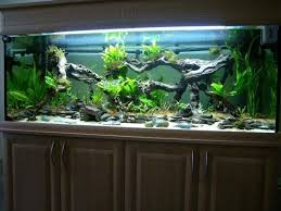This Photo Was Uploaded By Prickle1900 Fresh Water Fish Tank Large Fish Tanks Tropical Fish Tanks