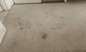 They dry in just about one hour. Dms Carpet Upholstery Cleaners Fairfield County Connecticut