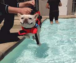 You can even get them a little pool of their own where they can safely splash around and stay cool. Best French Cane Gifs Gfycat