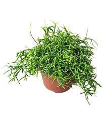 Image result for Rhipsalis baccifera