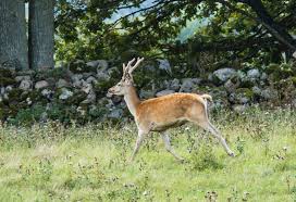 Så fridfullt att se dovhjort (hind) med kalv komma lugnt gående på en morgonpromenad. Dovhjort Fotosidan