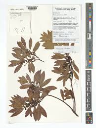 Image result for Ficalhoa