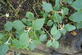 Image result for Impatiens purpureoviolacea