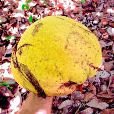 Image result for Treculia