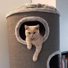 Find expert advice along with how to videos and articles, including instructions on how to make, cook, grow, or do almost anything. Cat Tree Uk The Uk S Largest Retailer Of Cat Trees Scratching Posts