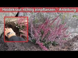 Heidekraut Richtig Pflanzen Erika Heidepflanzen Einpflanzen Calluna Vulgaris Setzen Anleitung Youtube Heide Pflanzen Erika Pflanze Heidepflanze