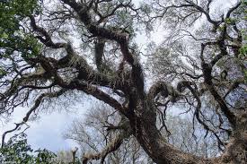 Image result for Newtonia hildebrandtii