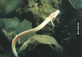 Majestic As F K Baby Dragon Creature Called Olm Found In The Caves Of Slovenia 9gag
