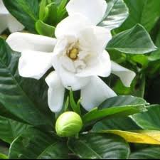 Inilah khasiat bunga kaca piring untuk kesehatan. Ciri Ciri Bunga Kaca Piring Info Lif Co Id