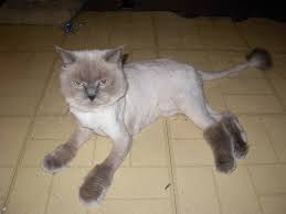 Himalayan cats are very soft and friendly with families. Lion Cut In My Not So Humble Opinion