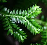 Image result for Selaginella goudotiana