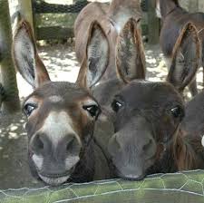 3 Good Morning All How Sweet Are These Little Faces Set All My Clocks Back Last Night Oh Yea Next Week Boy T Cute Animals Animals Animals Wild