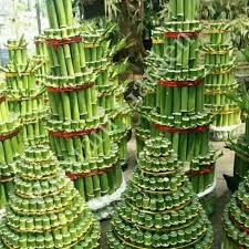 Cukup kumpulkan kardus bekas sebagai ide, lalu bentuk menyerupai dimensi pohon natal. Pohon Natal Dari Ranting Bambu Diy Membuat Hiasan Natal Yang Mudah Menarik Dan Hemat Semua Sumber Pohon Natal Ini Untuk Diunduh Andiemangas