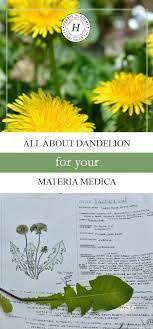 All About Dandelion For Your Materia Medica Herbs Herbal Medicine Herbalism