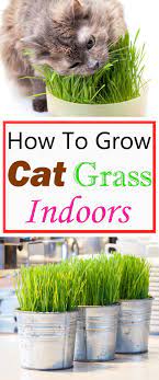 Growing Cat Grass Indoors Cat Grass Cat Grass Indoor Cat Care