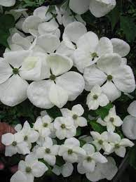 Check spelling or type a new query. 27 Flowering Trees For Year Round Color Hgtv