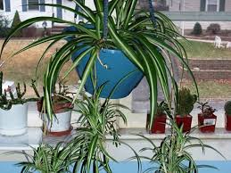 Maybe you would like to learn more about one of these? How To Grow Spider Plants Dengarden