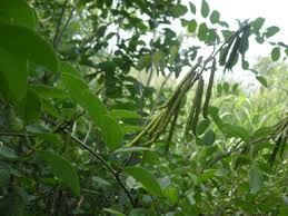 Image result for Tapinanthus forbesii