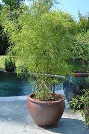 Bambus Im Garten Als Kubelpflanze Einsetzbar Geeignete Bambusarten Bamboo Garden Bamboo Planter Plants