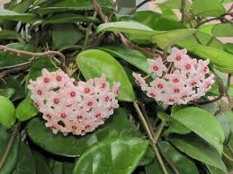 Cobia patented this hoya variant in the 1950's as a hoya tricolor. Krimson Princess Hoya Hoya Carnosa Rubra In The Hoyas Database Garden Org