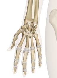 Image result for Normal Anatomic Position of the Hand and Wrist