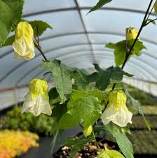 Image result for Abutilon sp.no.2