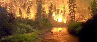 Πάντα και παντού, όσο μπορούμε, να αναζητούμε τα ελληνικά προϊόντα και τις πραγματικές ελληνικές. Kapsame Thn Xwra Mas Panw Apo 16 Ekatommyria Stremmata Daswn Exoyn Kapsei Oi Fwties Sthn Ellada Apo To 1980 Pronews